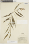 Psychotria humboldtiana image