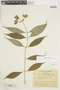 Psychotria humboldtiana image