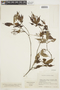 Psychotria hylocharis image