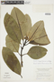 Psychotria hypochlorina image