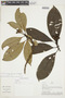 Psychotria hypochlorina image