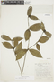 Psychotria iodotricha image