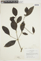 Psychotria inaequifolia image