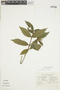 Psychotria iodotricha image