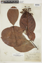 Psychotria irwinii image