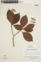 Psychotria irwinii image