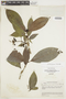 Psychotria jamesoniana image