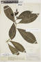 Psychotria jamesoniana image