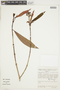 Psychotria jambosioides image