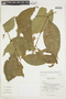 Psychotria japurensis image