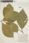 Psychotria kaieteurensis image