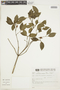 Psychotria laciniata image