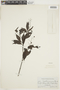 Psychotria juninensis image