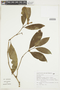 Psychotria laciniata image