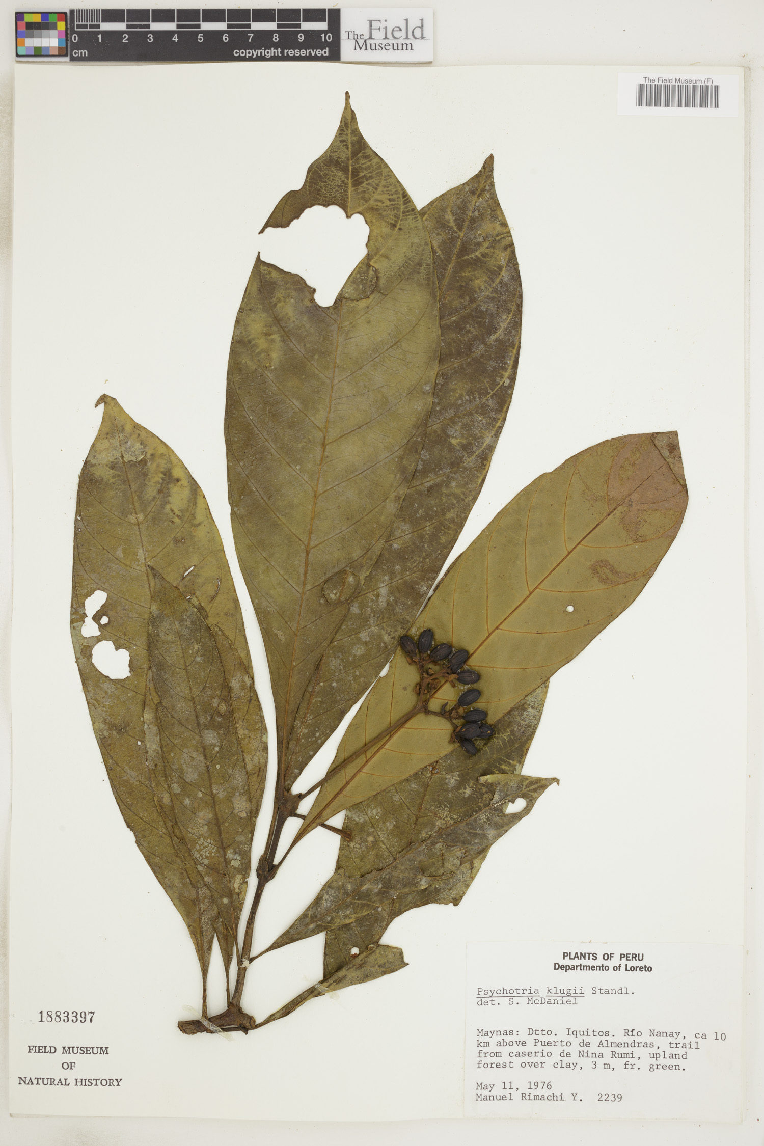 Psychotria kuhlmannii image