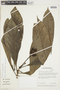 Psychotria kuhlmannii image