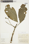 Psychotria lateriflora image