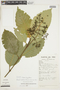 Psychotria laxa image