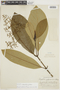 Psychotria laxa image