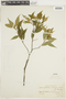 Psychotria leiocarpa image