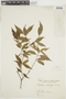 Psychotria leiocarpa image
