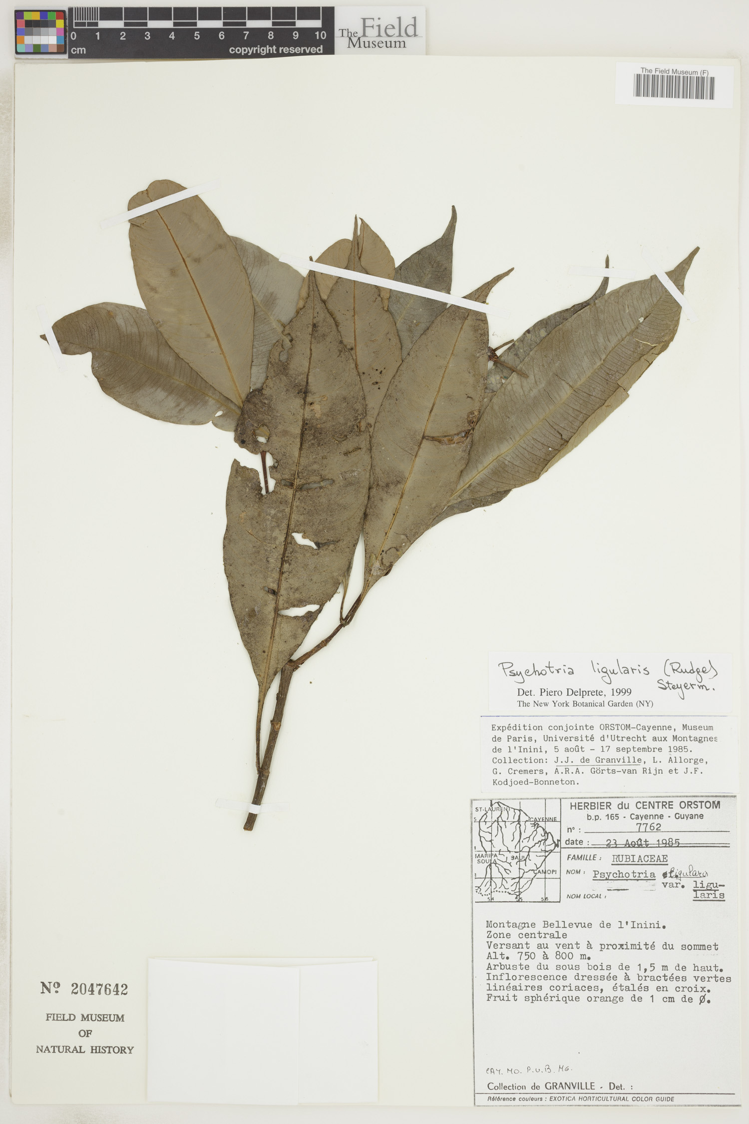 Carapichea ligularis image