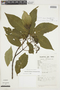 Psychotria levis image