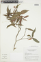 Psychotria lindenii image