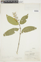 Psychotria longicuspis image