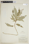 Psychotria longirostris image