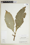 Psychotria longissima image