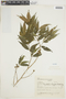 Psychotria longipes image