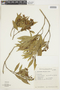 Psychotria longipes image