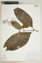 Psychotria loretensis image