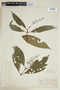 Psychotria loretensis image