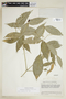 Psychotria lucentifolia image