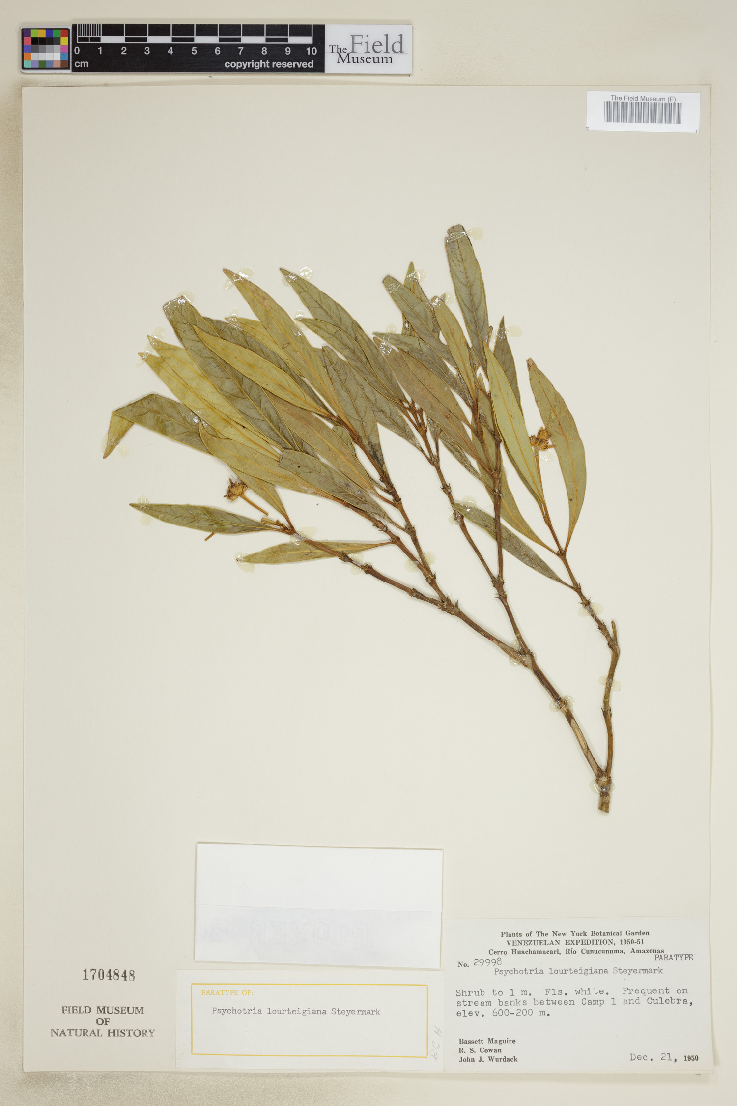 Psychotria lourteigiana image