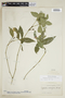 Psychotria lucentifolia image