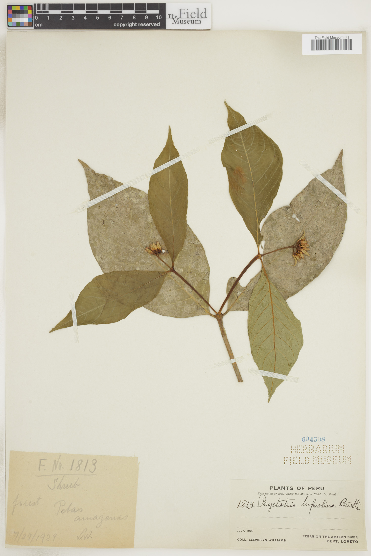 Psychotria lupulina image