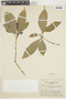 Psychotria lupulina image