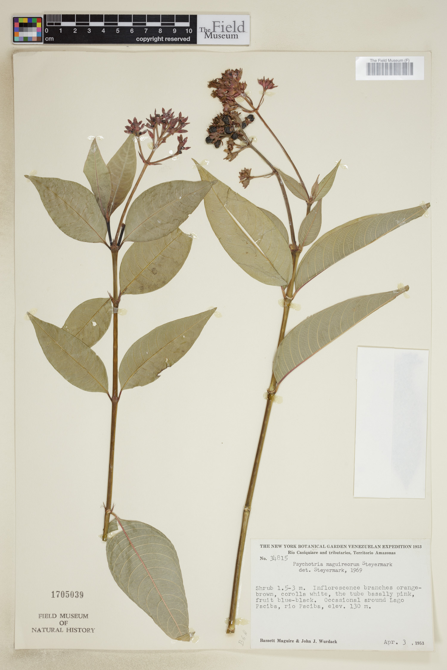 Psychotria maguireorum image