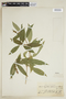 Psychotria malaneoides image
