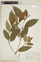 Psychotria malaneoides image