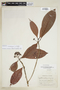Psychotria monsalveae image