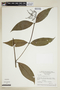 Psychotria manausensis image