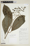 Psychotria mapirensis image