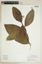Psychotria manausensis image