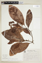Psychotria mapourioides image