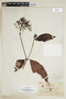 Psychotria mapourioides image