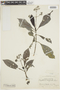 Psychotria marginata image